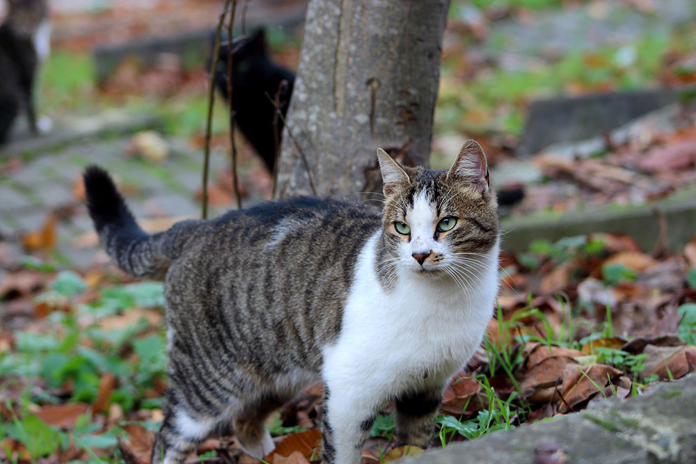 American Wirehair