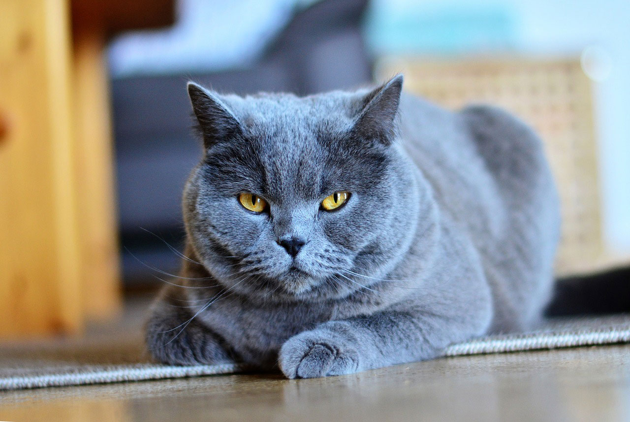 Chartreux