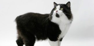 chat Cymric