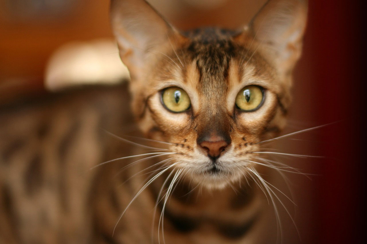 chat du Bengal