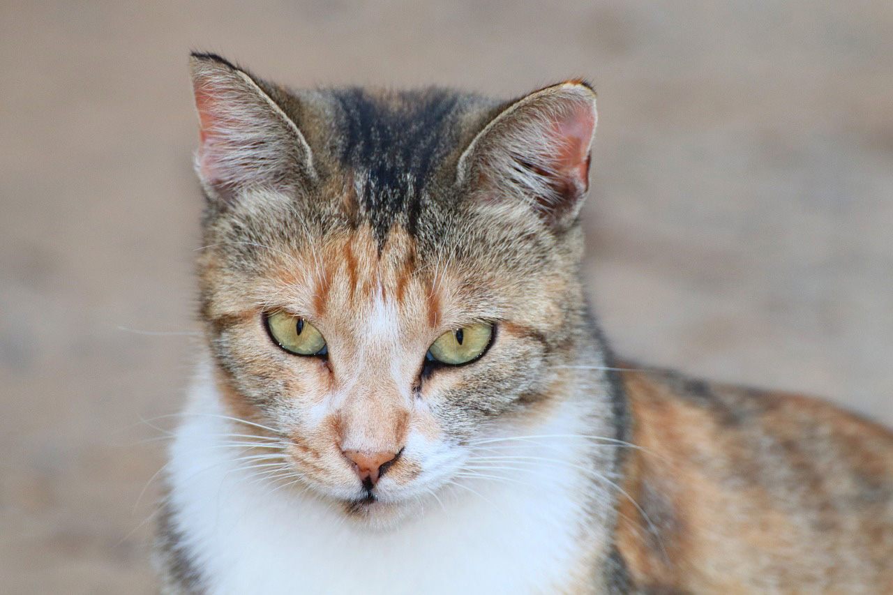 chat de Gouttière