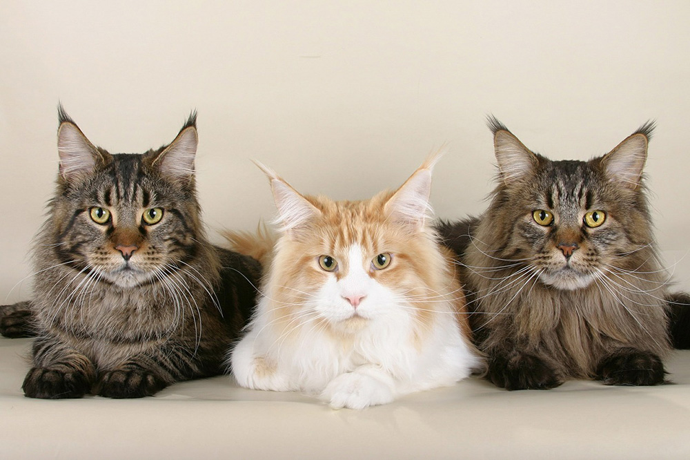 race de chat Maine Coon