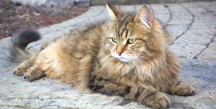 chat de race Sibérien