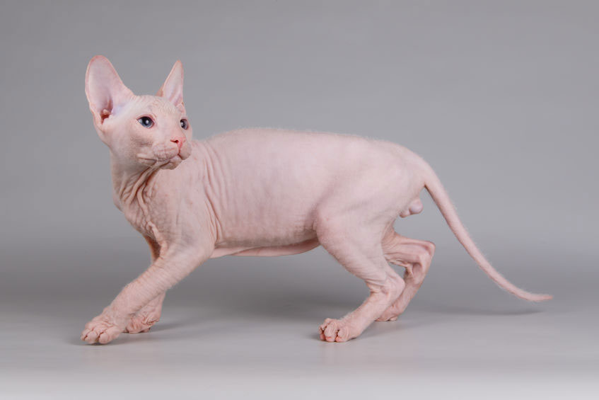 Sphynx