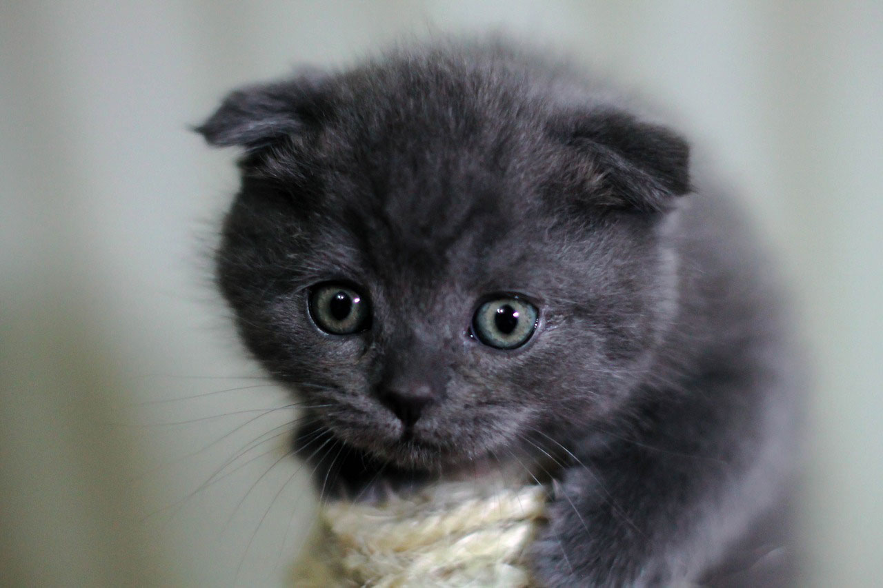 chat Scottish Fold