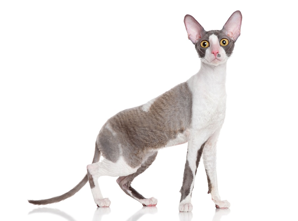 Cornish Rex