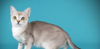 Devon Rex