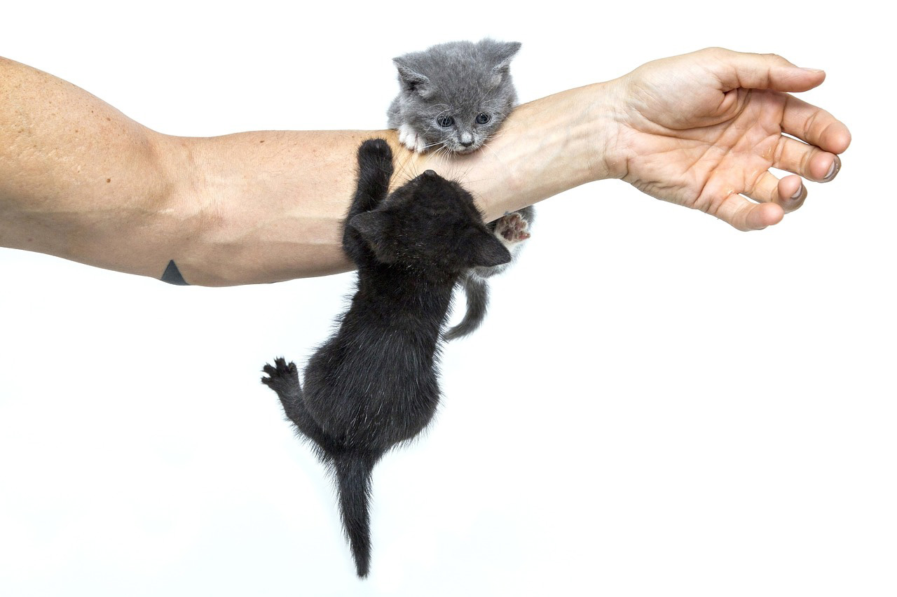 éducation d'un chaton