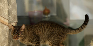 European Shorthair