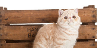 Exotic Shorthair