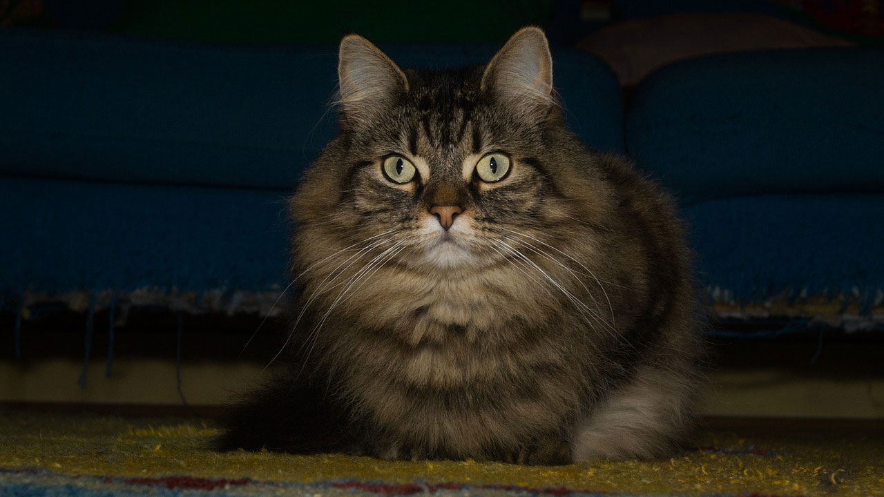 chat Norvégien