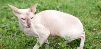 Peterbald