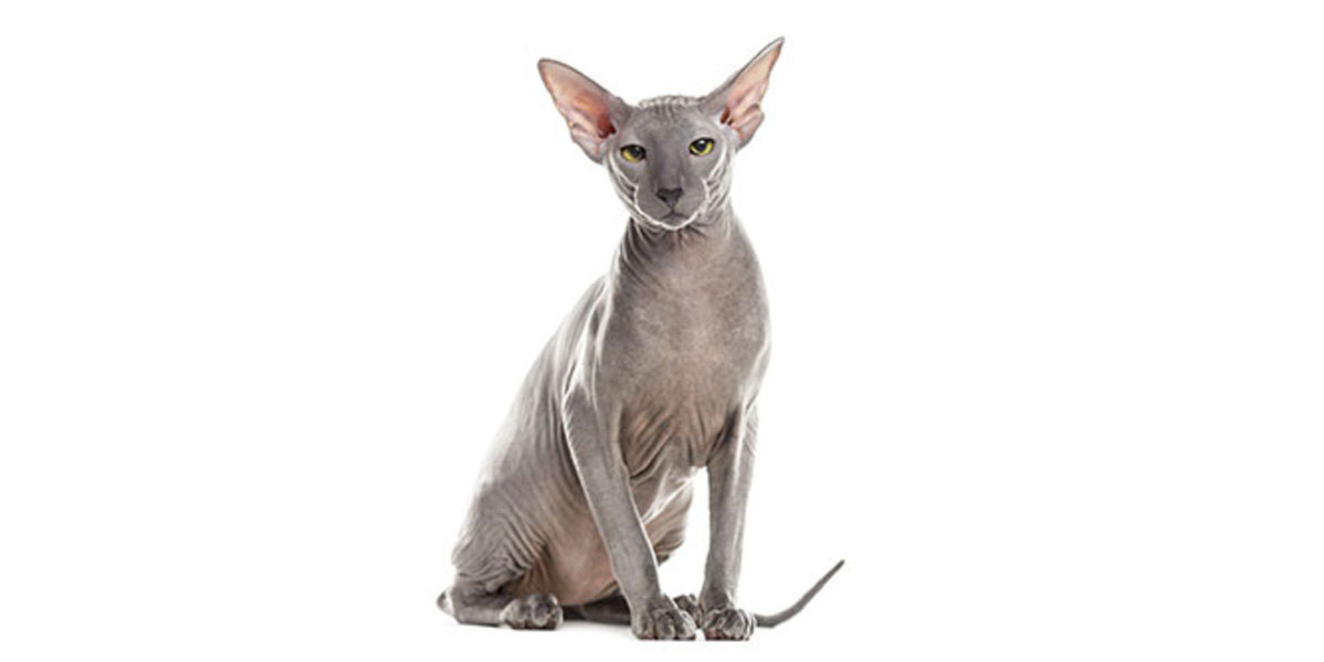 chat Peterbald