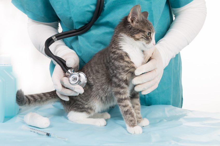 principales maladies des chats
