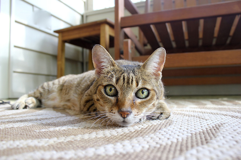 races de chats préférées des français