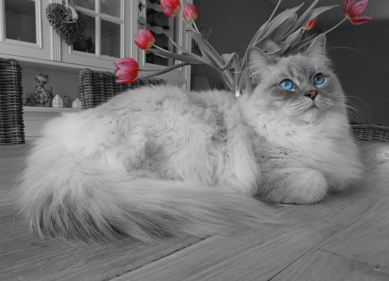 chat Ragdoll