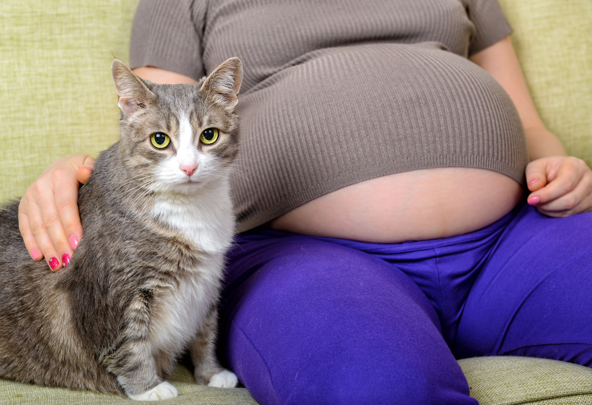 chatte est enceinte