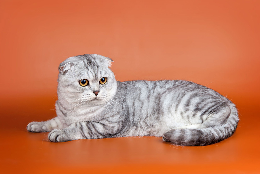 Scottish Fold