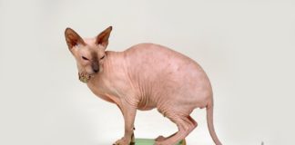 Sphynx