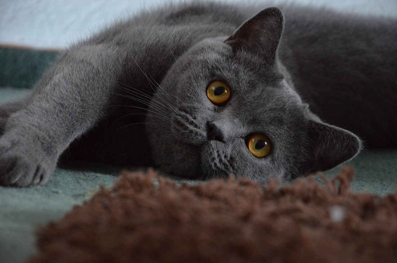 choses à savoir sur les British Shorthair