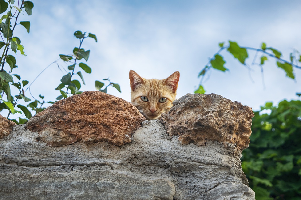 chat fugueur