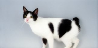 japanese bobtail