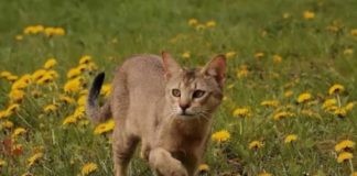 Chausie