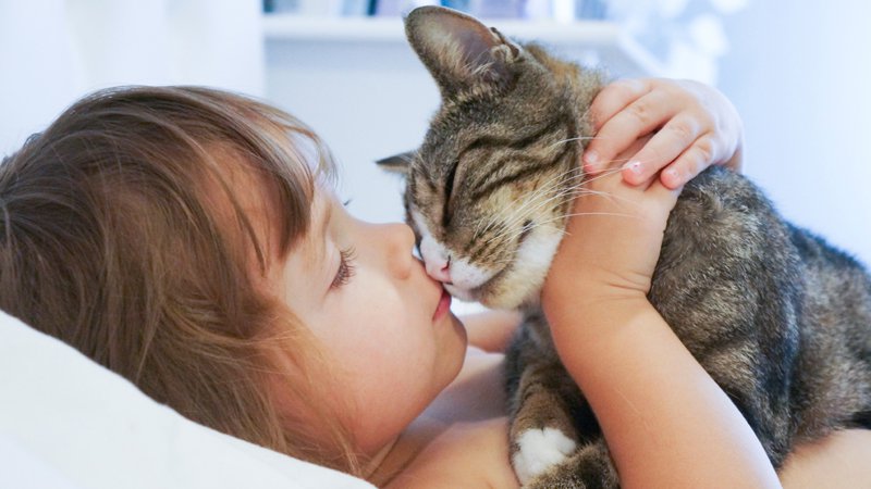 Races de chats à éviter avec un bébé