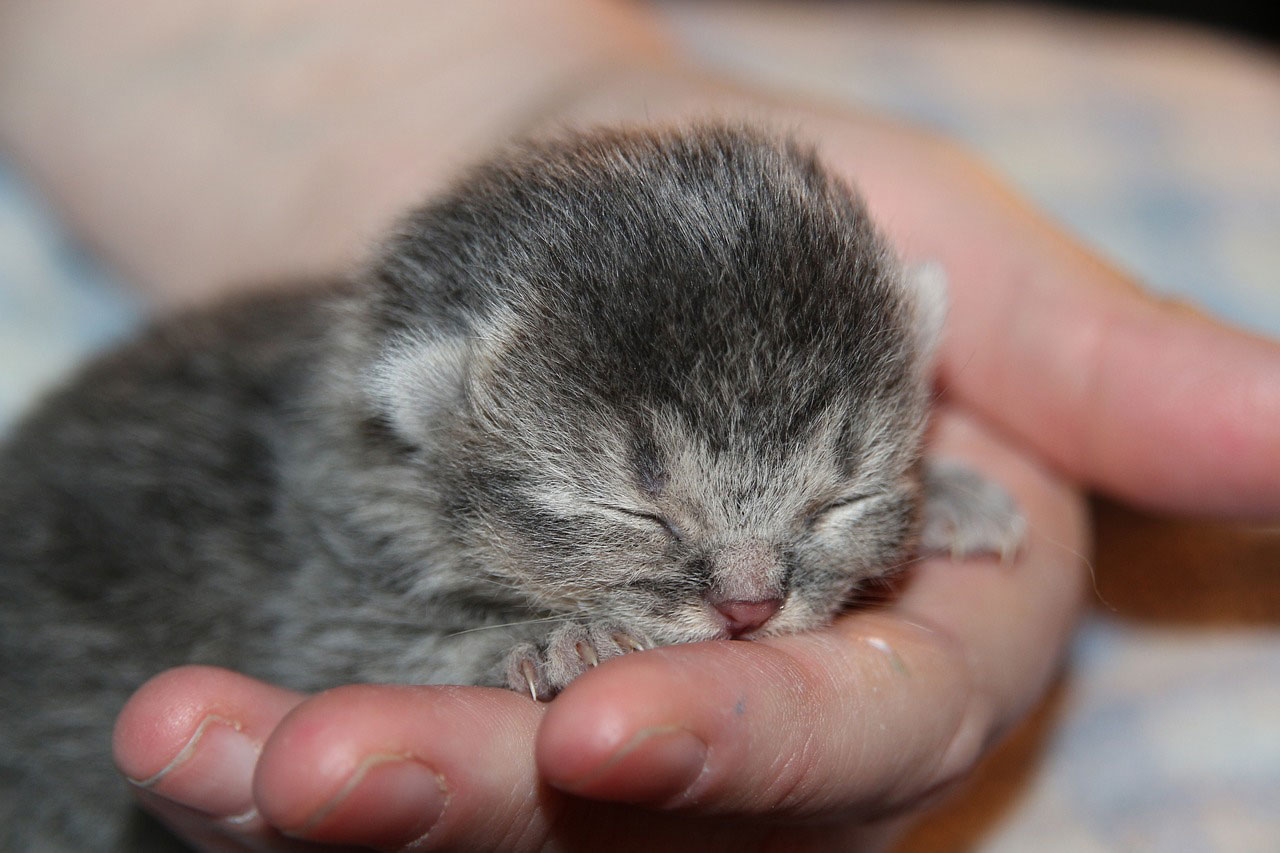 gestation de la chatte