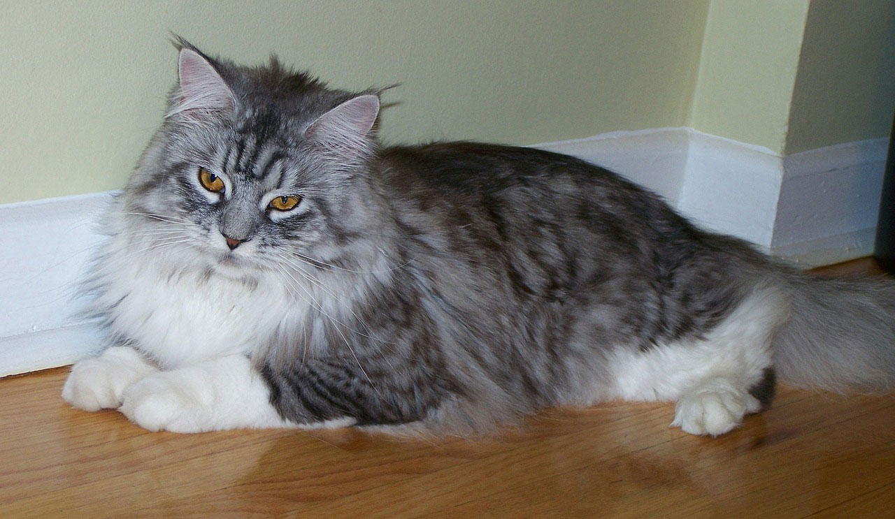 Maine Coon