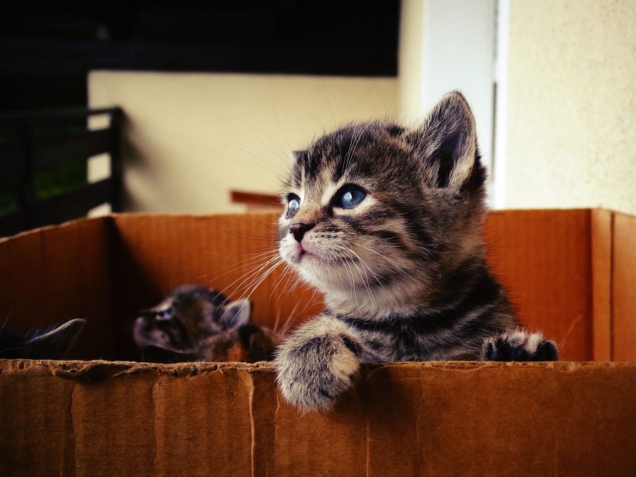 Noms de chat pour 2018