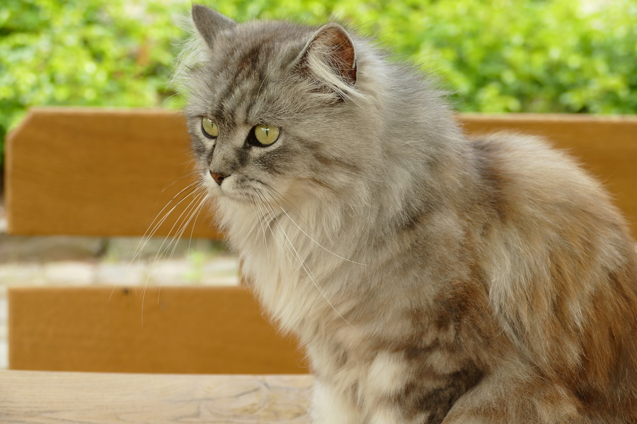 races de chat à poils longs