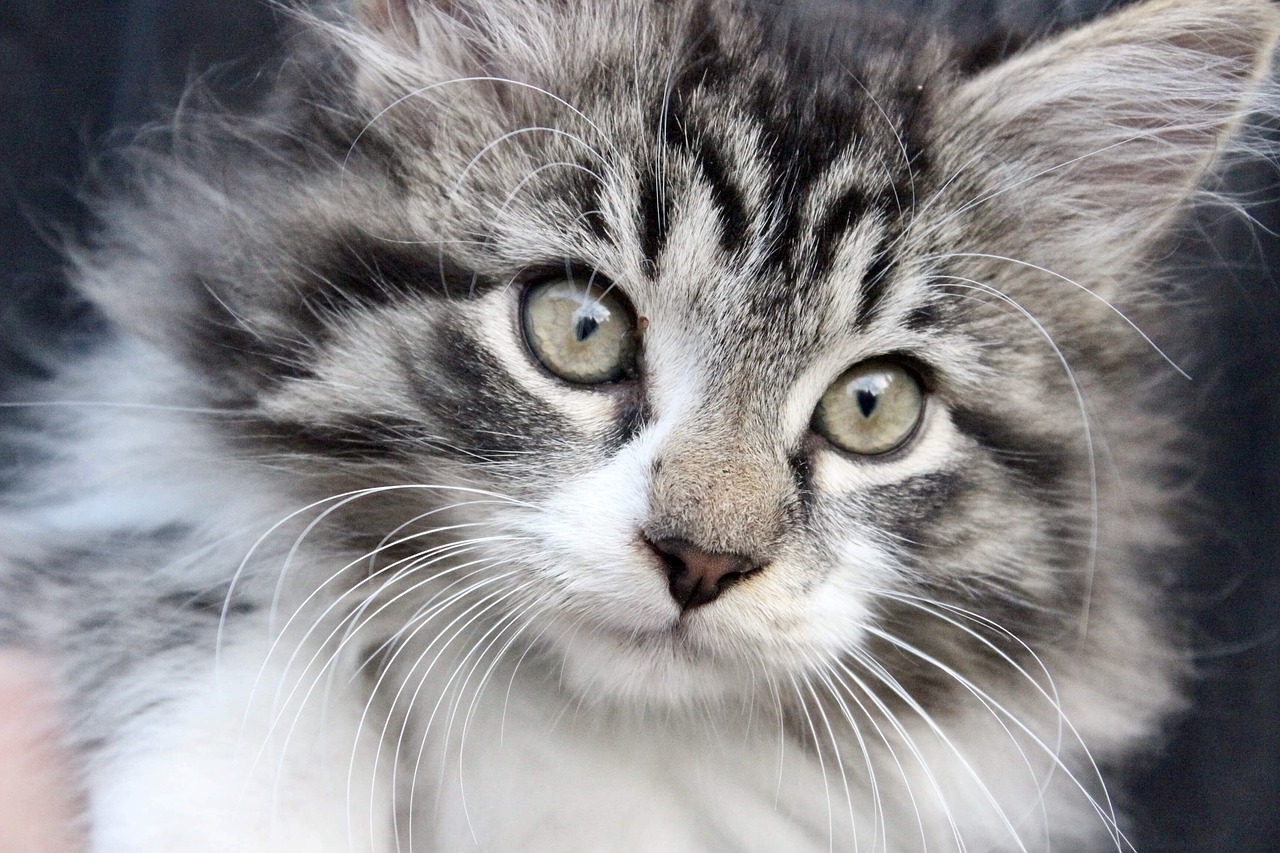 Découvrez les 20 races de chats préférées des français ...