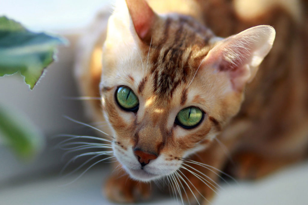 chat du Bengal