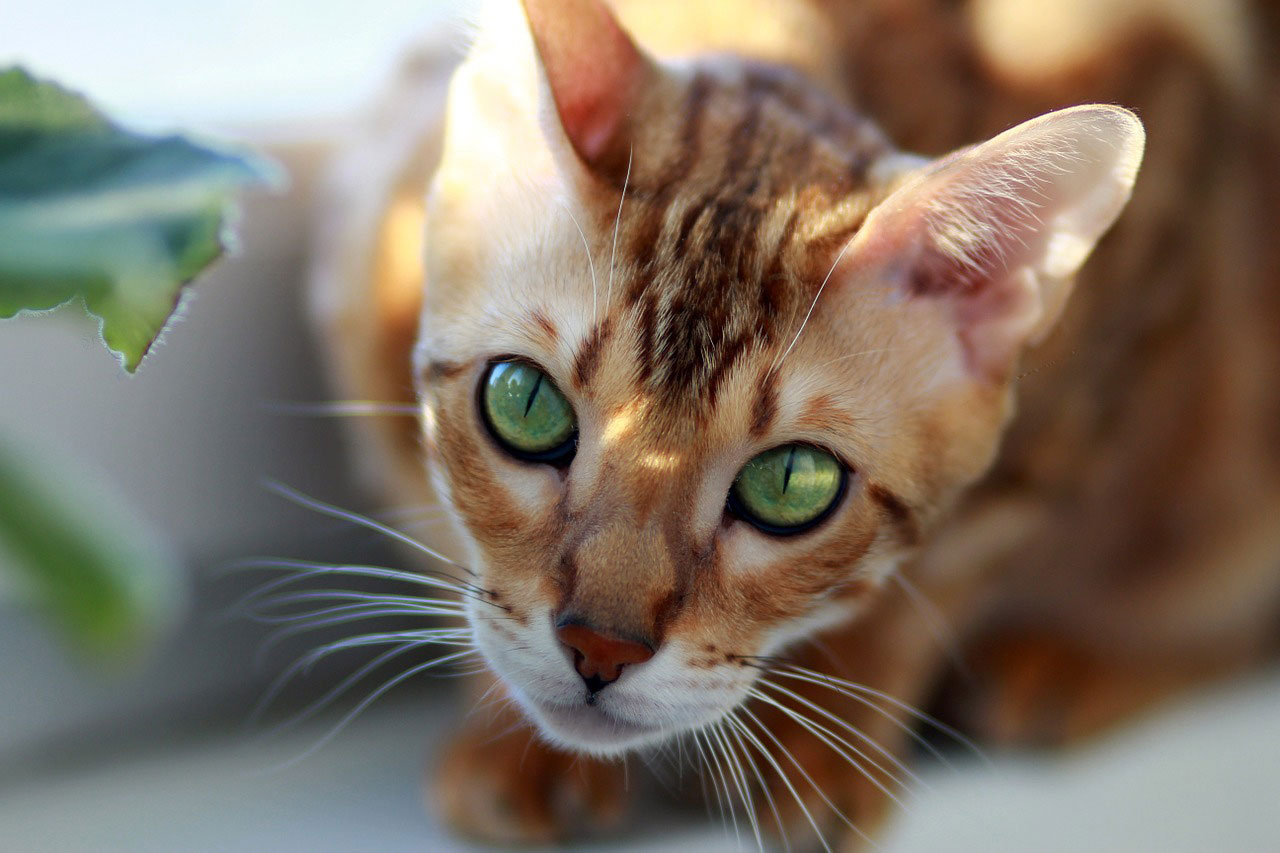 chat du Bengal