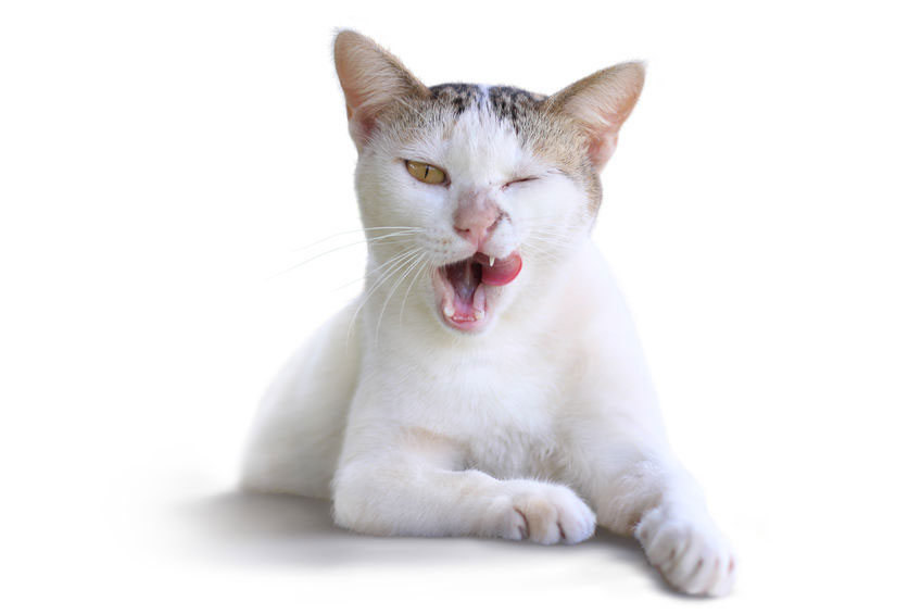chat-bave