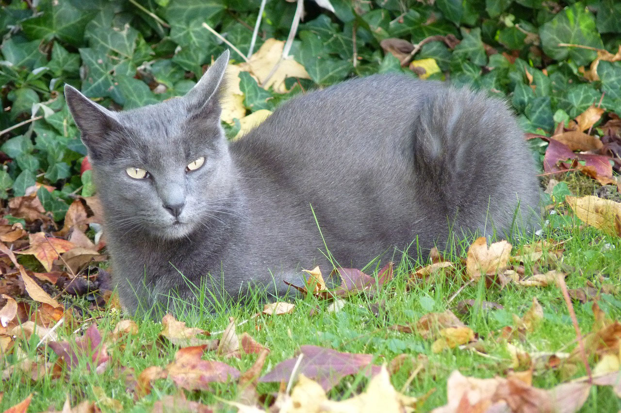 Chat de petite taille