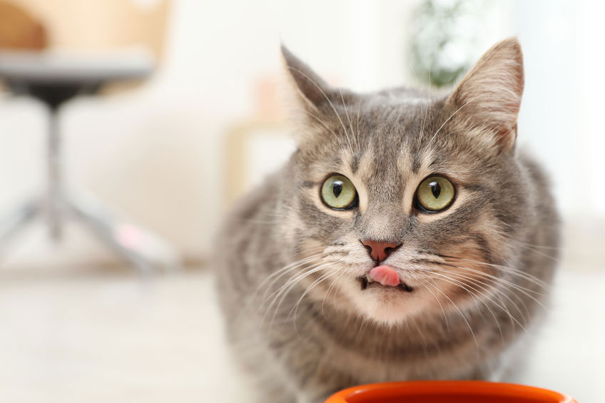 Huile de coco pour soigner votre chat Race de Chat