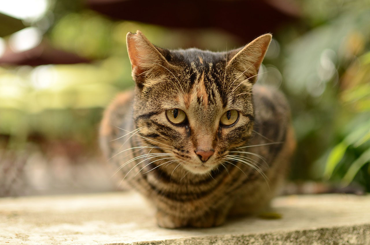 soigner le pelage du chat avec de l'huile de coco