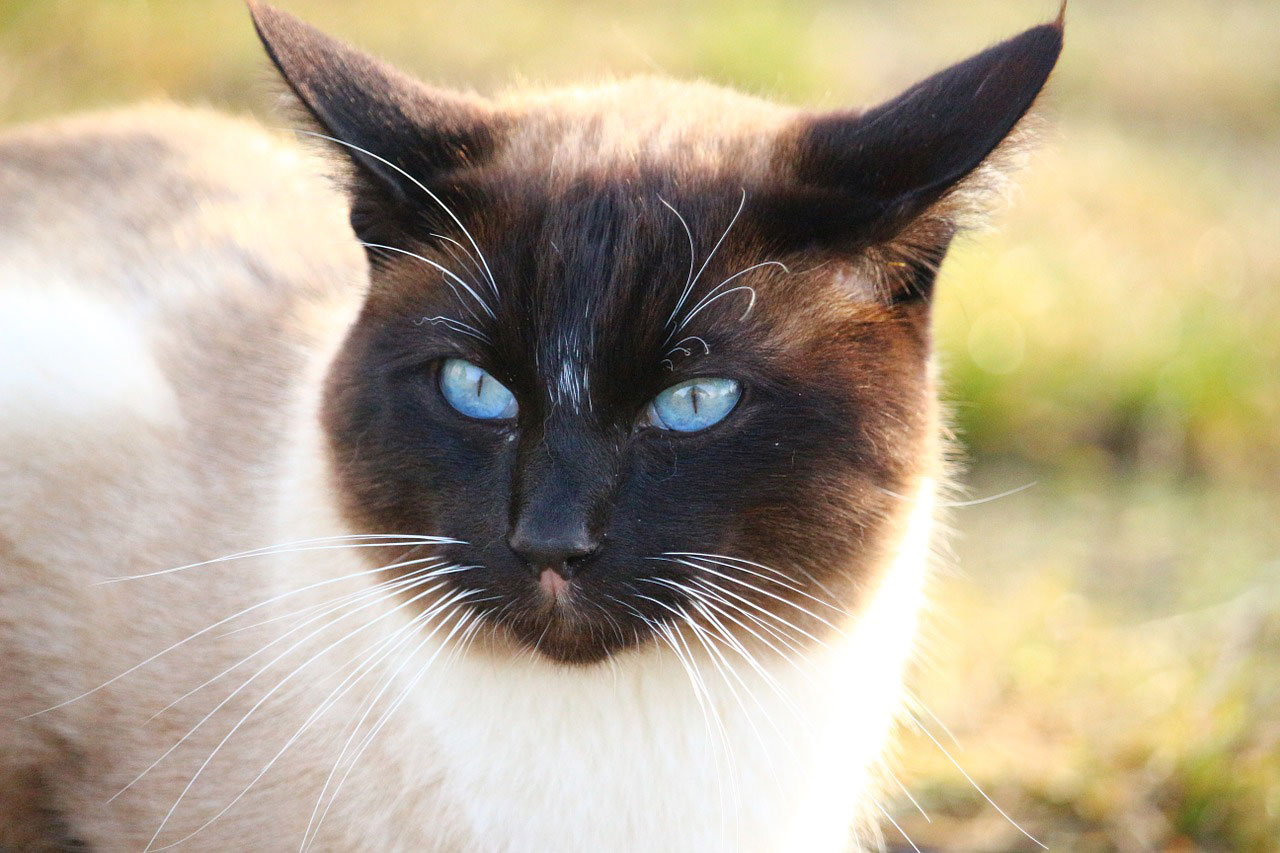 Prix d'achat des 15 races de chats