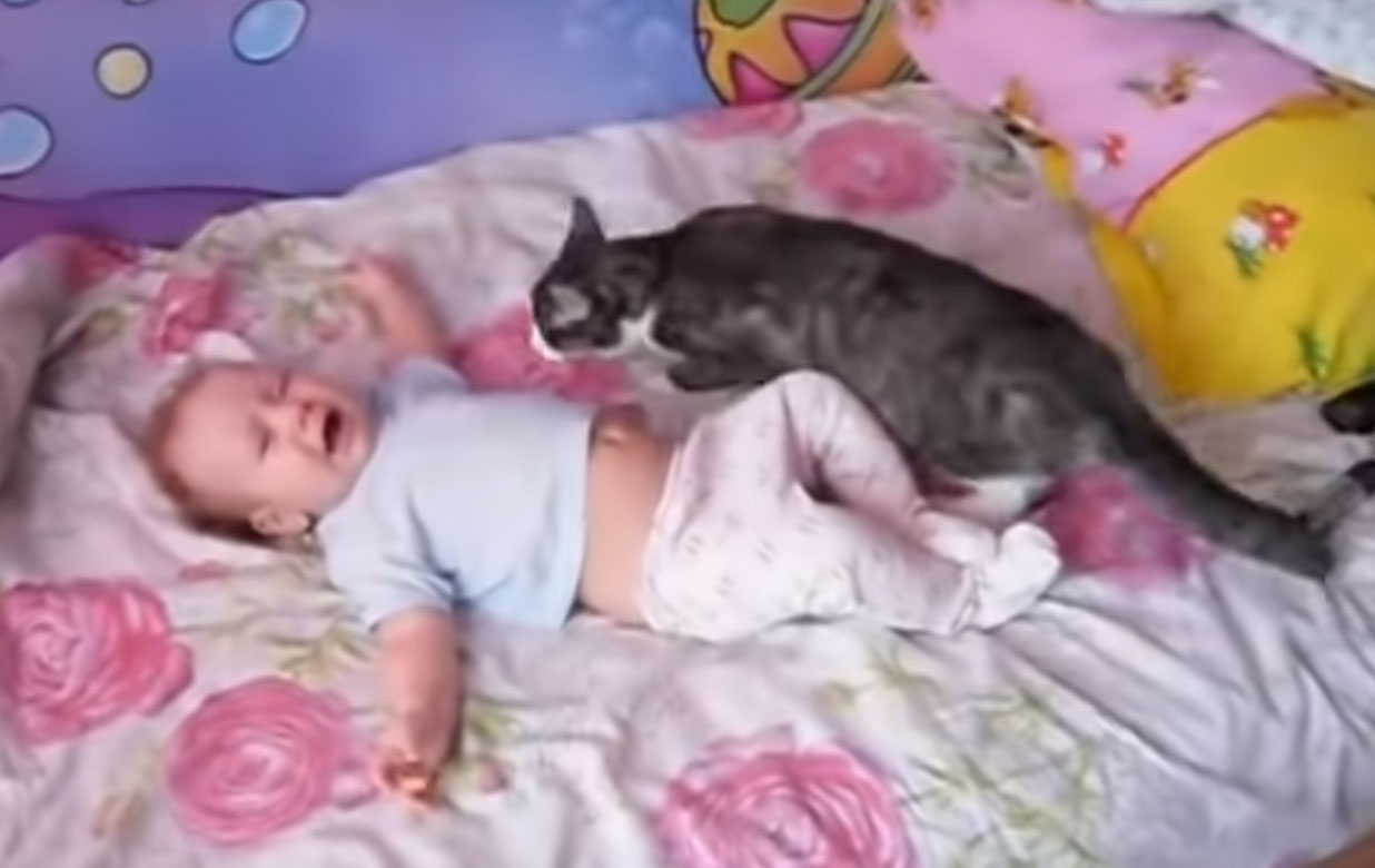 Incroyable réaction d'un chat lorsqu'un bébé pleure