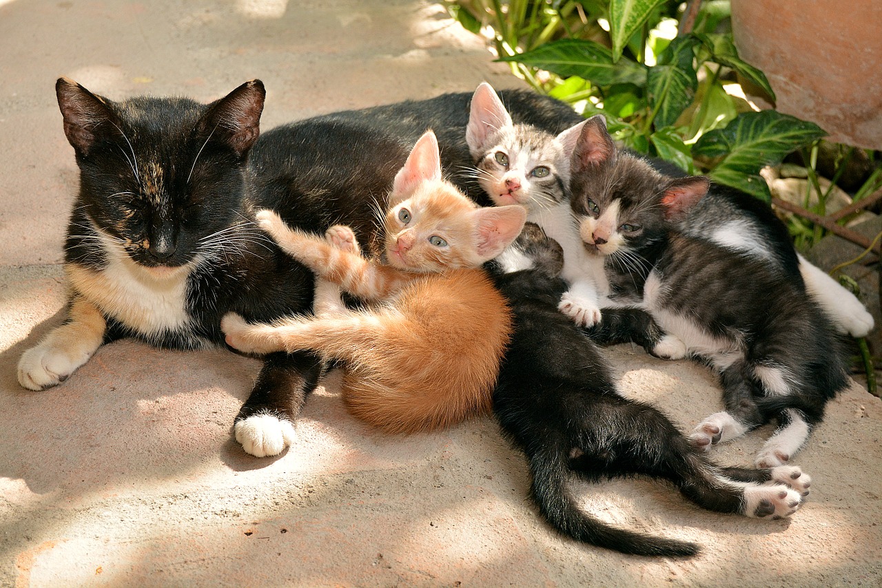 Adopter un chat dans un refuge