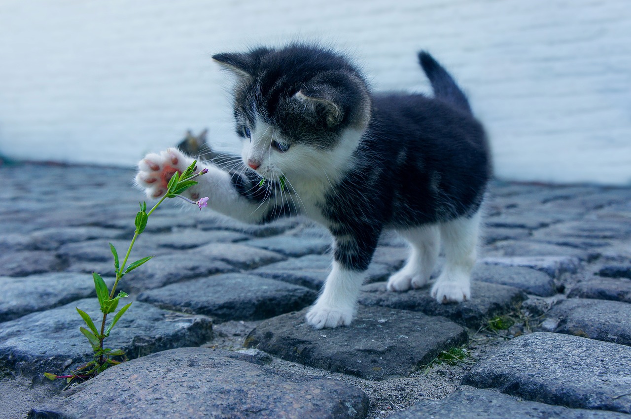 Nom de chat 2019