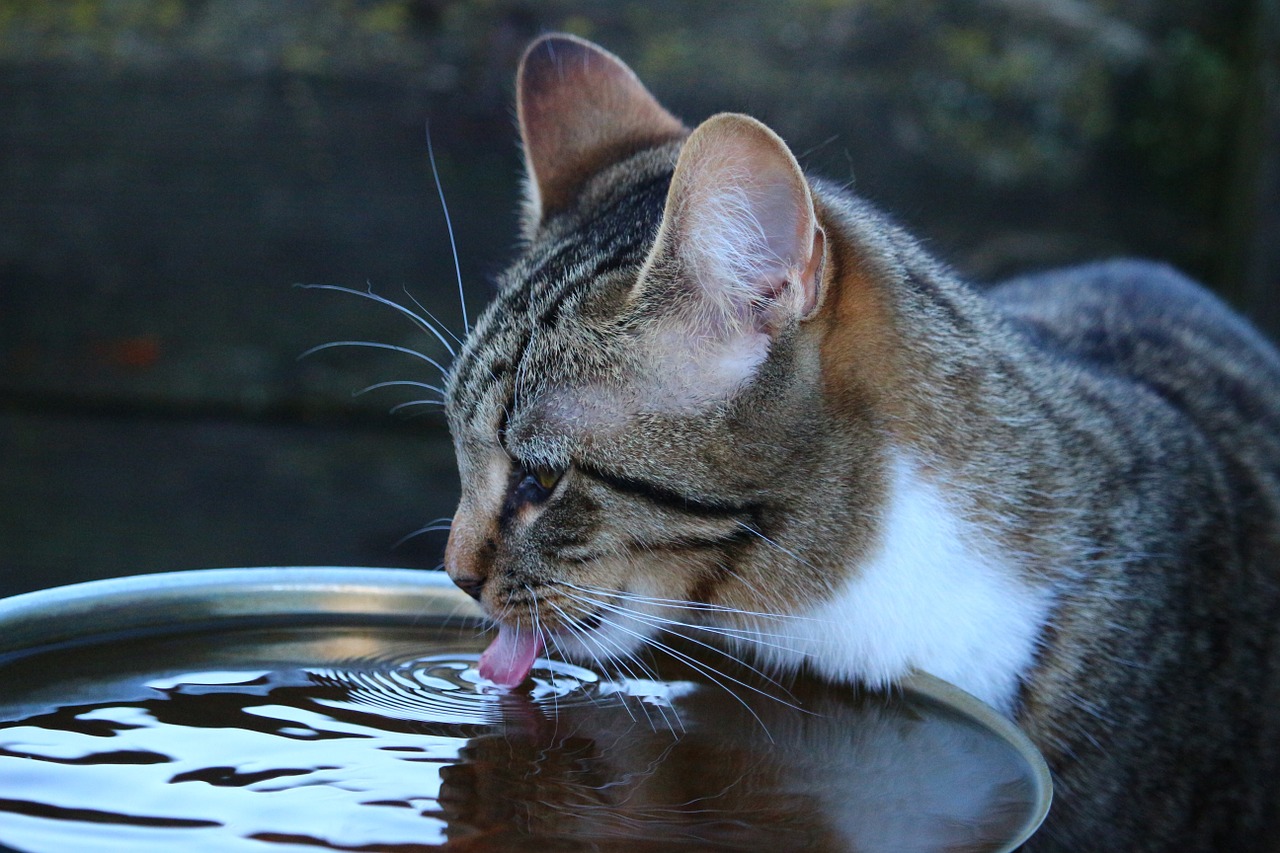 protéger votre chat de la chaleur et canicule