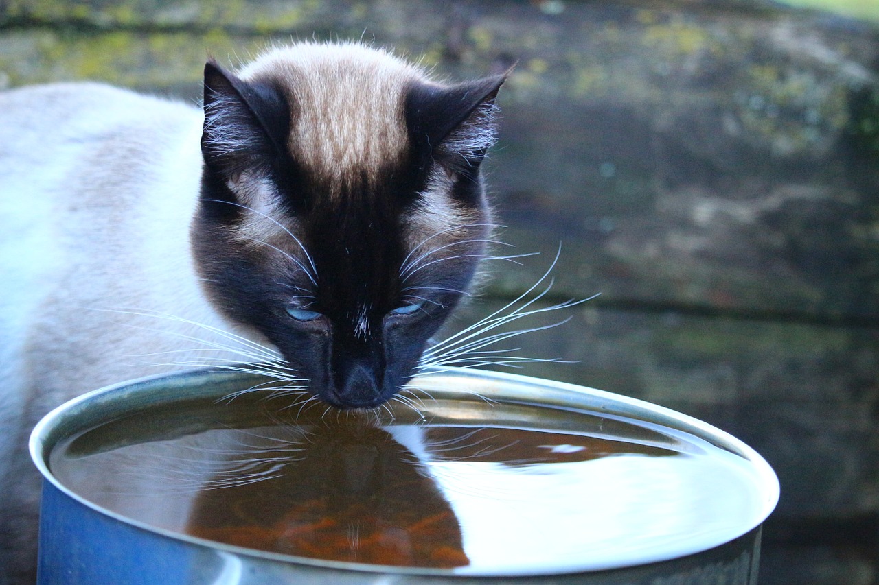 protéger son chat de la canicule et grandes chaleurs