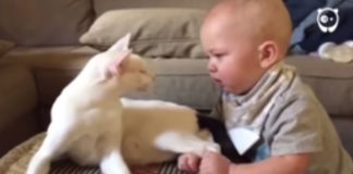 Incroyable réaction de ce chat face à un bébé