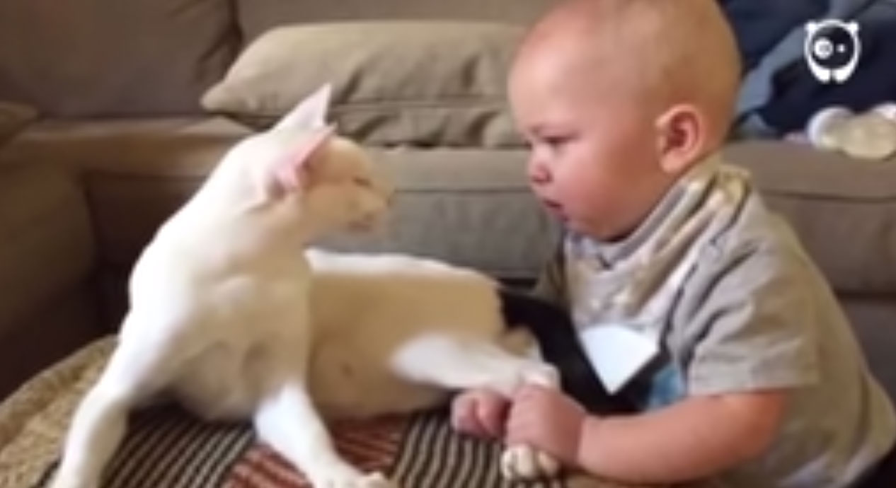 Incroyable réaction de ce chat face à un bébé