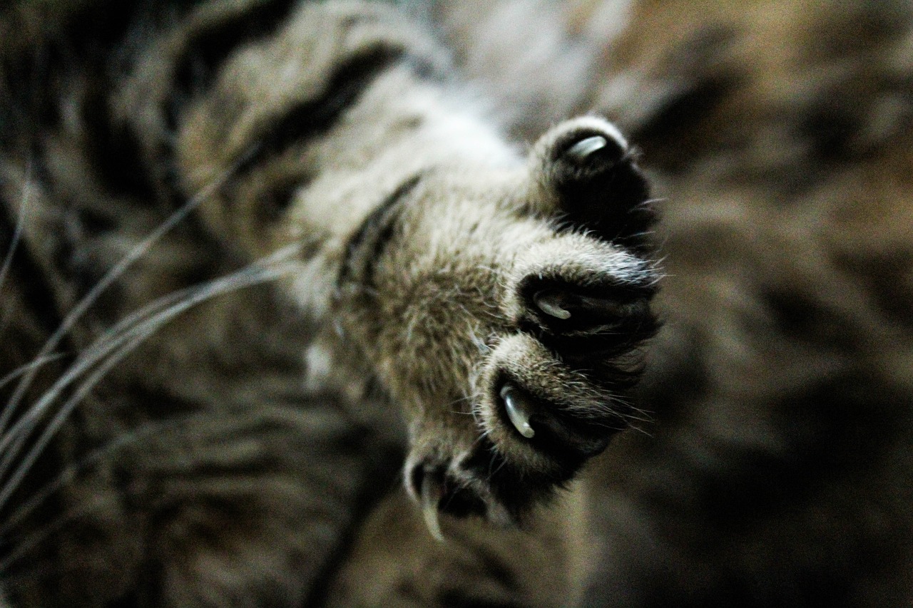 chat ne fasse plus ses griffes sur votre canapé