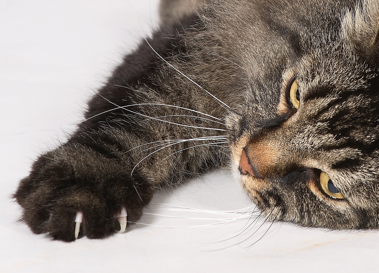 chat ne fasse plus ses griffes sur votre canapé