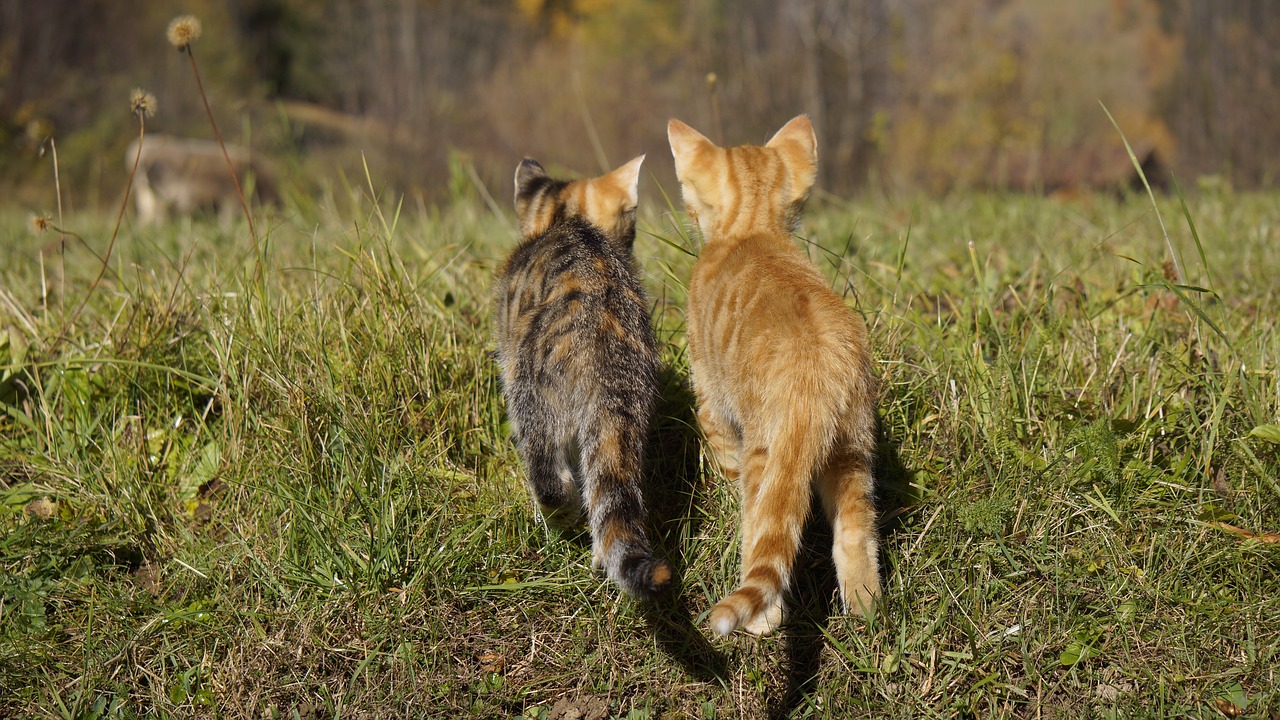 savoir si 2 chats s'aiment